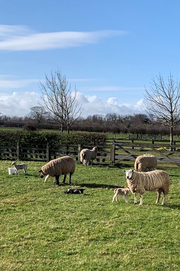 spring lambs at prestwick park